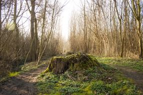 tree stump with green moss scene