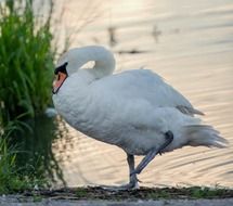 Beautiful white swan near the grass