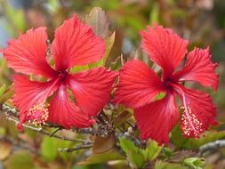 Two red hibiscus on bush