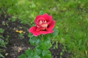 bright garden rose