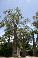 embondeiro malawi tree organic