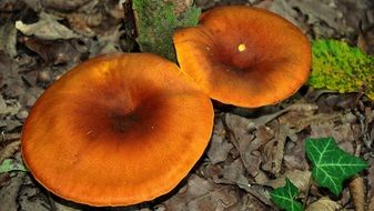 autumn mushroom