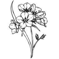 drawing of the flowers