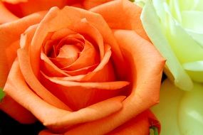 orange rose close up