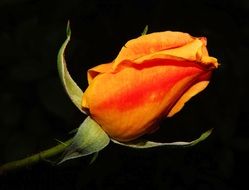 orange rose foto