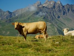 Cows on mountain pastures