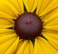 Yellow Echinacea flower and close-up