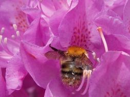stunningly beautiful rhododendron with hummel