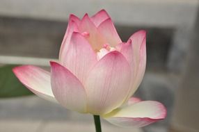 pink lotus flower close-up