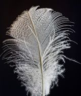 elegant white feather on the black background