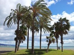 palm trees by the sea on a sunny day