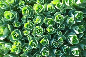 green young leaves