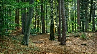 Mixed forest
