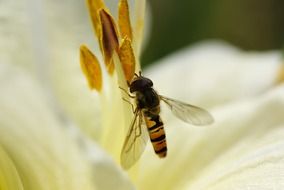 hoverfly on stamens of yellow flower