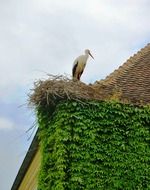 Bird on the nest on the roof