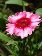 Pink dianthus flower