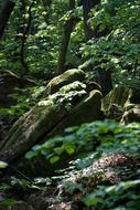 beech wood