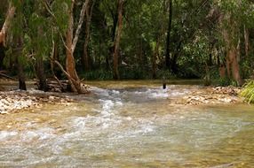 tropical scenic forest stream