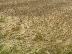 field of wheat spikelets