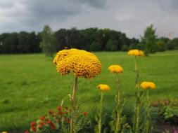 yarrow yellow flower blossom