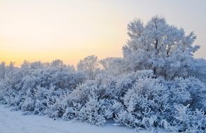 dizzy snow winter landscape