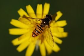 striped insect on a yellow flower