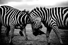 two zebras in black and white background