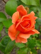orange rose outdoor