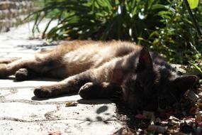 cat sleeping in the shadow