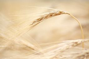 barley spikelets on the field on a blurred background