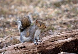 squirrel on a tree trunk in a park