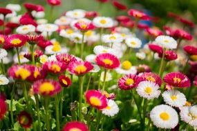 small colorful daisies in spring