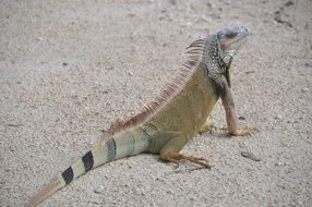 iguana, lizard on sand