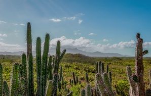 tall prickly cacti in scenic wilderness