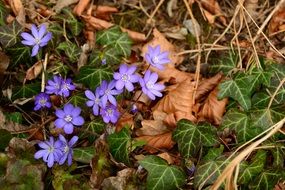 Beautiful and colorful leaves on the ground in spring