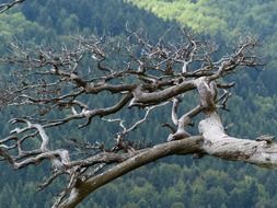 gnarled tree on a background of beautiful nature