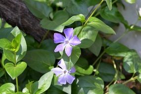 garden flower with purple petals