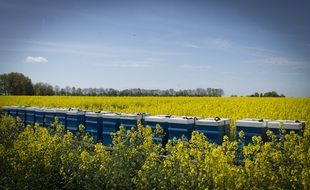 bees over rapeseed field