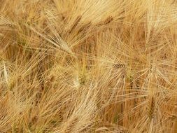 golden yellow wheat field in summer