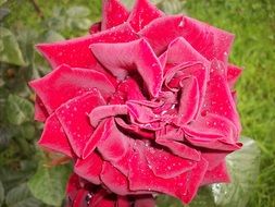Red rose on a green meadow
