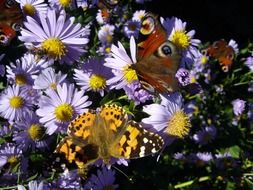 butterflies among a multitude of pale blue flowers