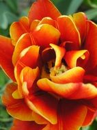 red and yellow double tulip blossom, macro