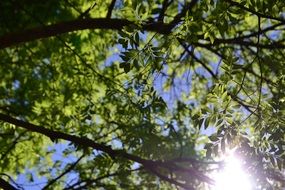 tree branches with green leaves under the sun