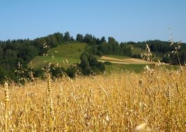 large wheat field in Poland