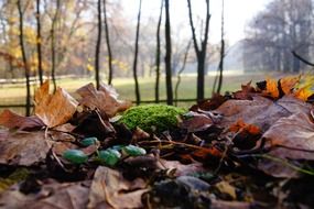 autumn moss and leaves
