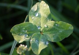plant with four leaves in dew