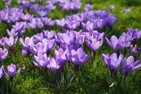 crocus flower meadow