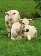 white cows in a spring meadow
