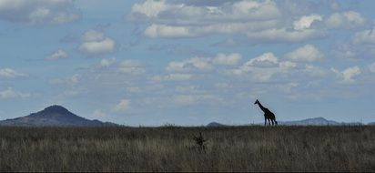 giraffe in grassland, african landscape, serengeti