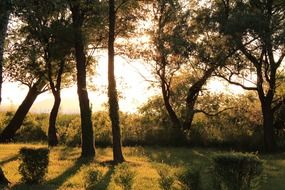 Light and shadow near the trees